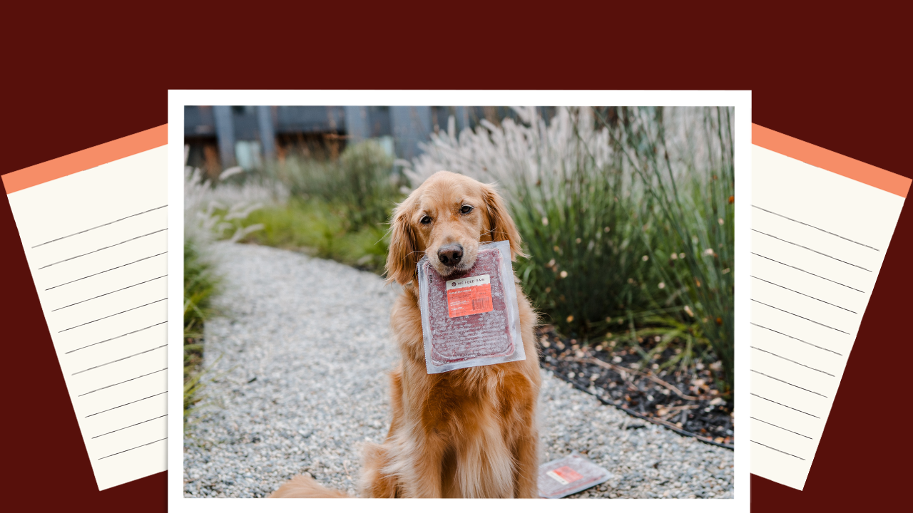 Benefits of Raw Diets for Dogs