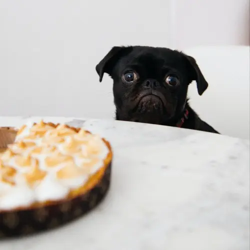 Pug