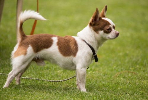 Chihuahua on leash