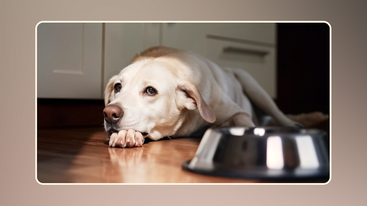 Hero My Dog is Refusing Raw Food v1