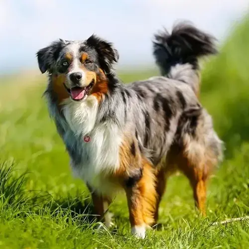 energetic-dog-breeds-australian-sh