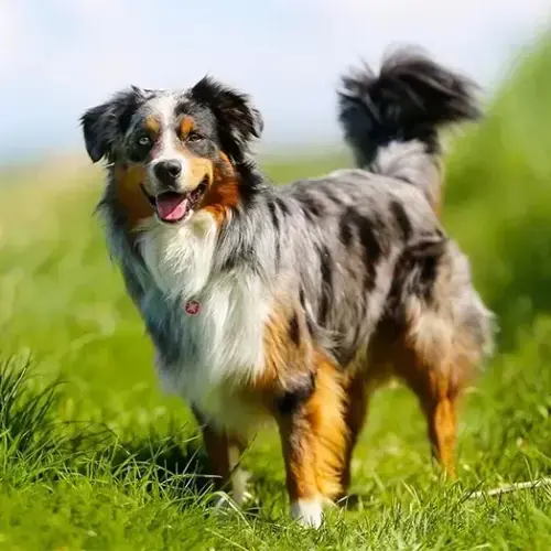 energetic-dog-breeds-australian-sh