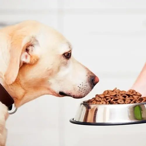 Dog looking at a bowl of kibble