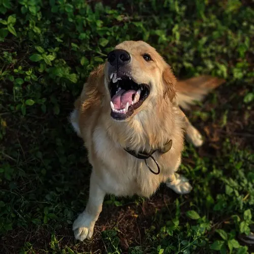 Golden Retriever