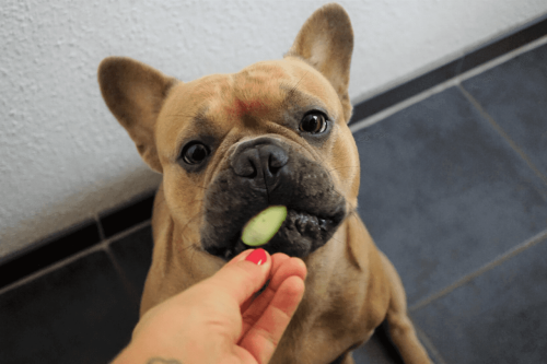 How to Feed Cucumbers to Dogs