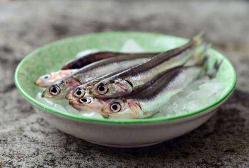 Sardines