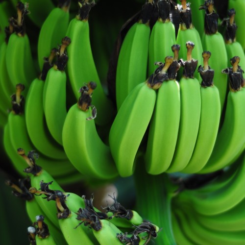 Green Banana