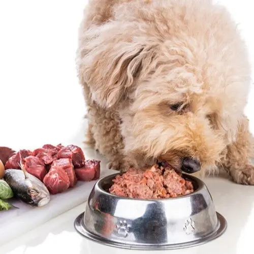 BARF Diet