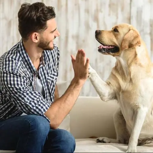 Yellow-Lab-High-Five