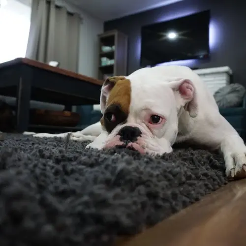 White and Tan English Bulldog Lying on Black Rug