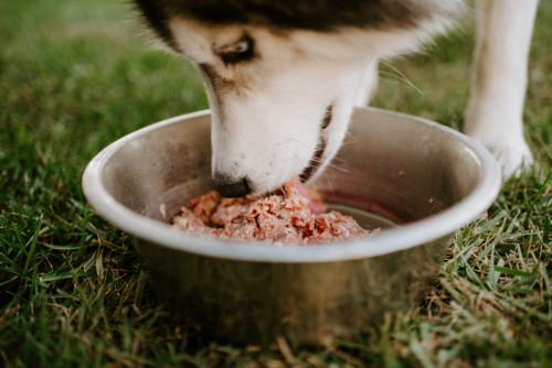 What Is Raw Dog Food?