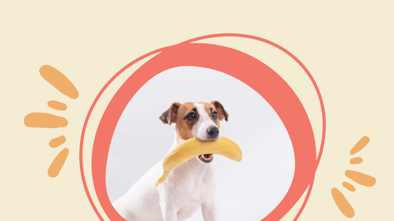Banana Blog 