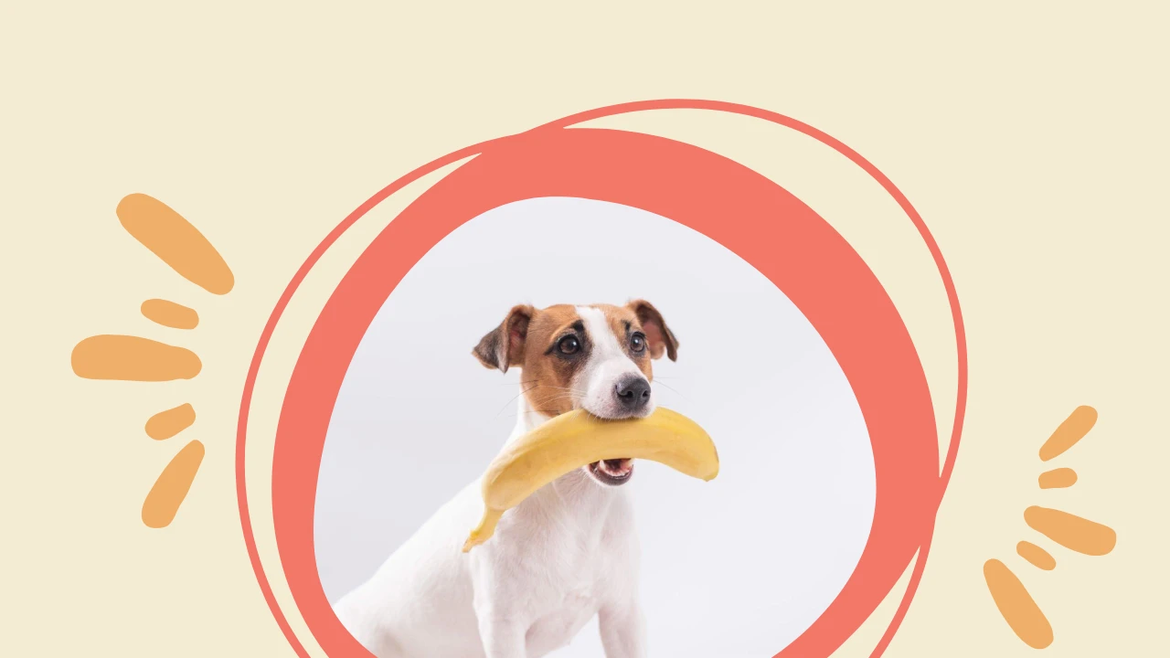 Banana Blog 