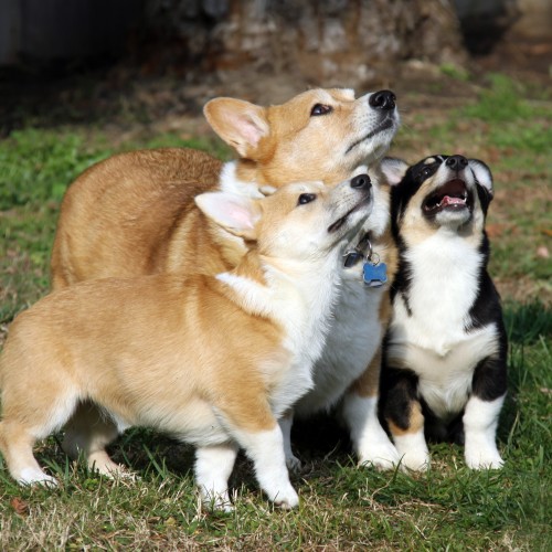 Corgi