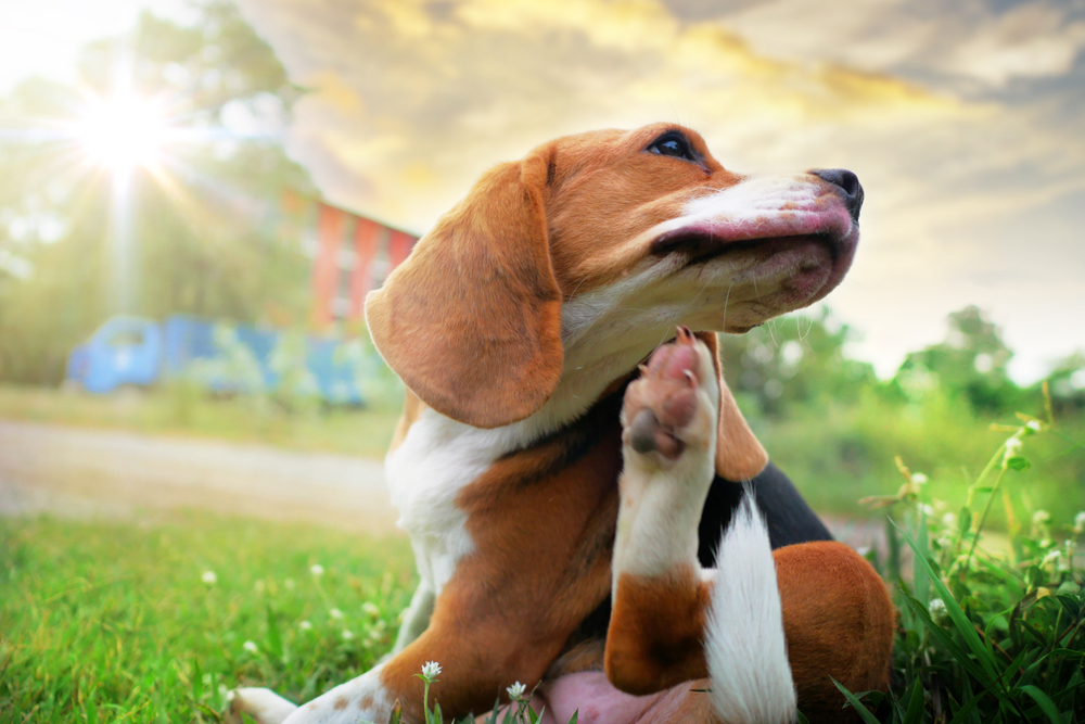 A beagle scratching himself with his foot