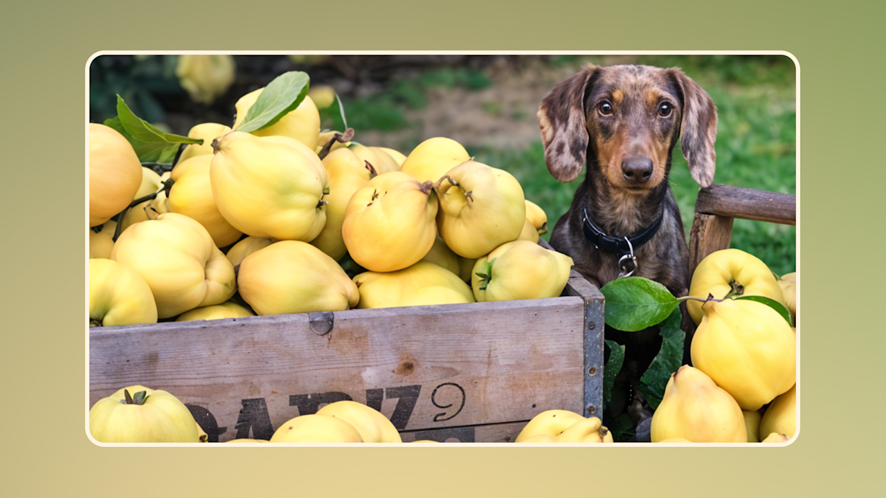 Hero Do Dogs Eat Fruits v1