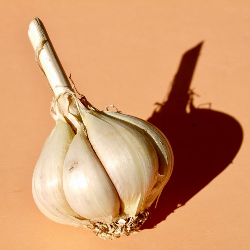 Clove of Garlic