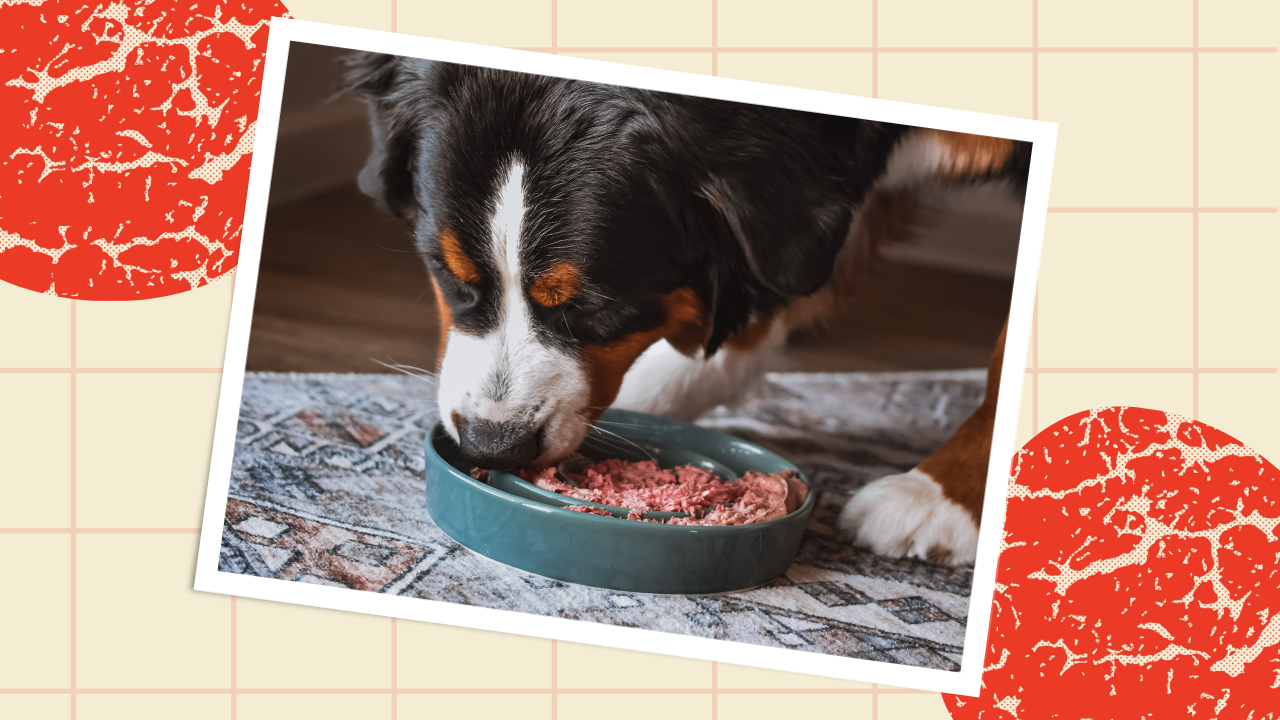 Is Grain-Free Bad for Dogs