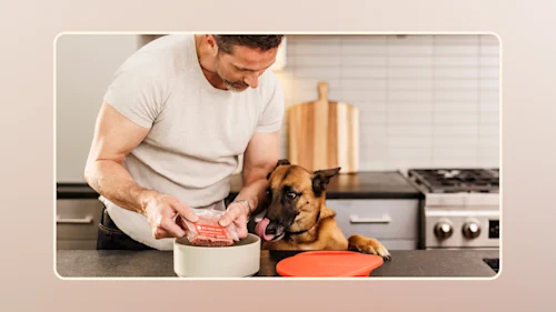 Raw Dog Food Myths Busted