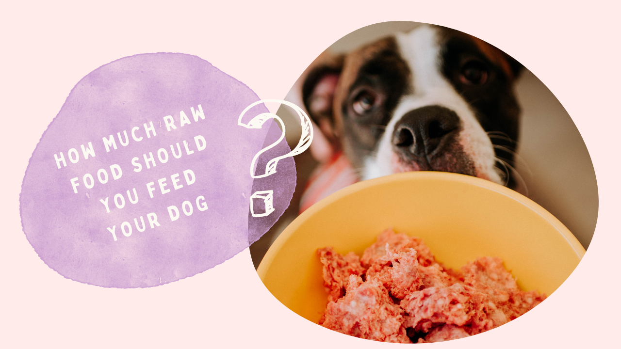 should you feed raw meat to dogs