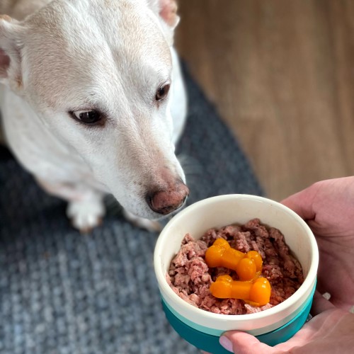 Dog and Food Bowl