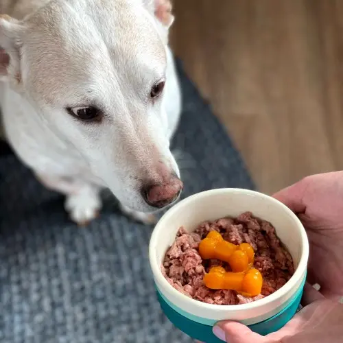 Dog and Food Bowl