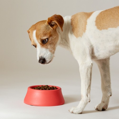 Dog eating looking at a bowl of kibble