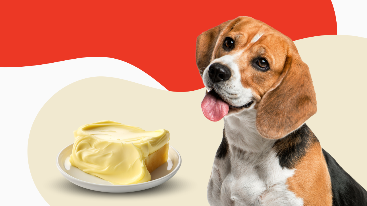 Dog ate half a stick of butter hotsell