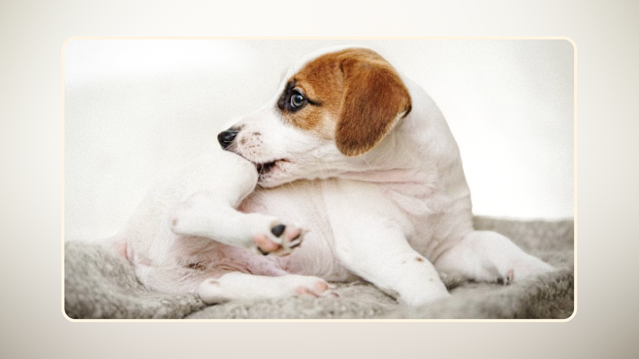 Hero 8 Most Common Dog Food Allergy Symptoms