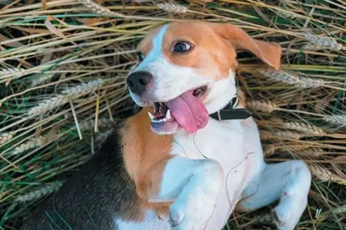 Do Dogs Need Grains?