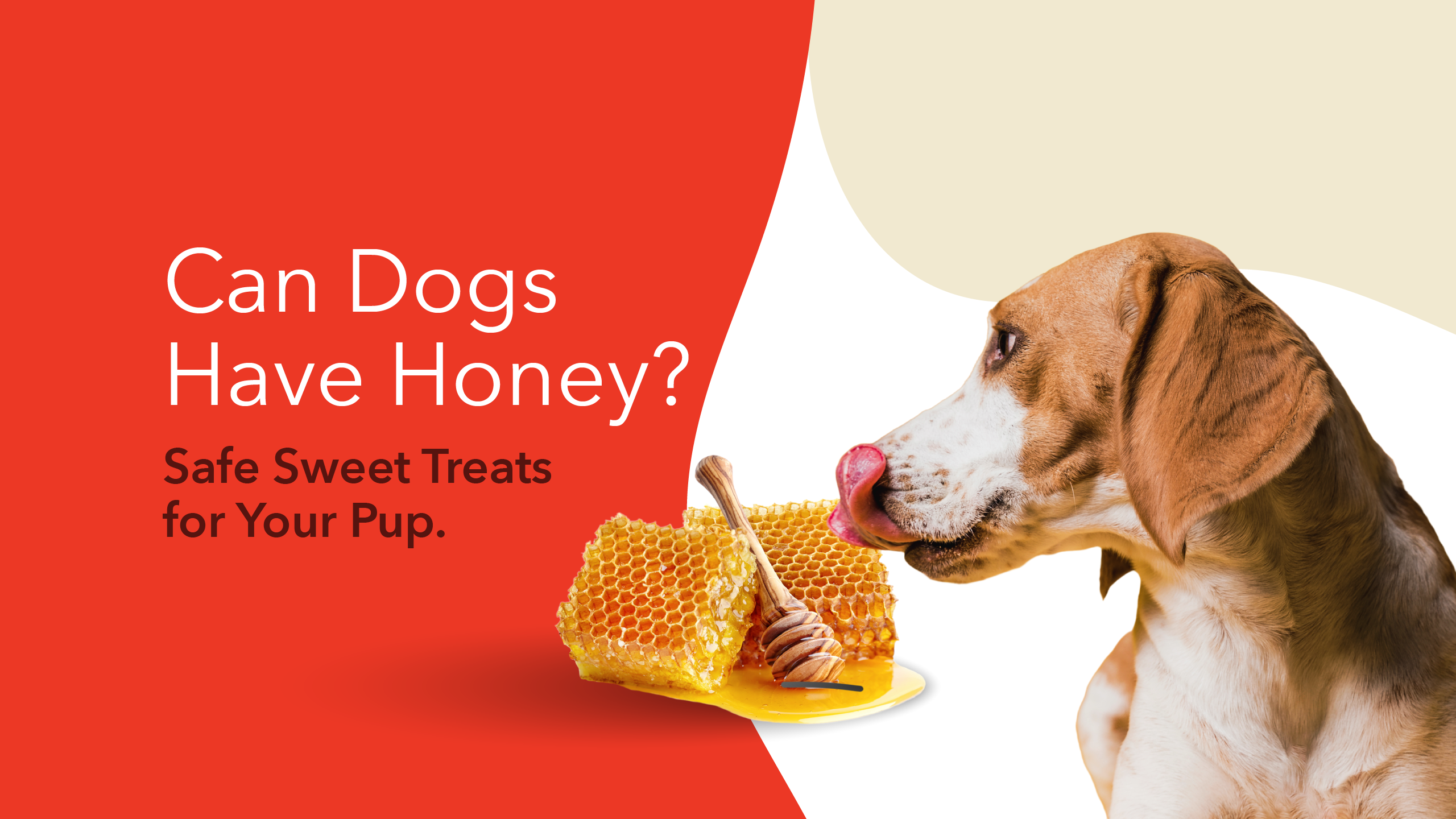 Can Dogs Have Honey Safe Sweet Treats for Your Pup