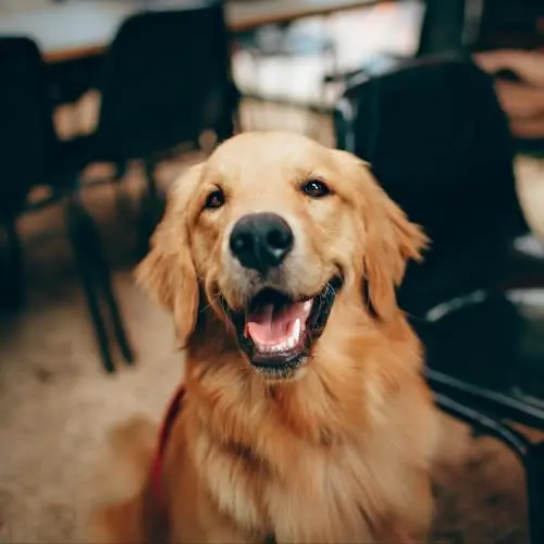 Adult Golden Retriever