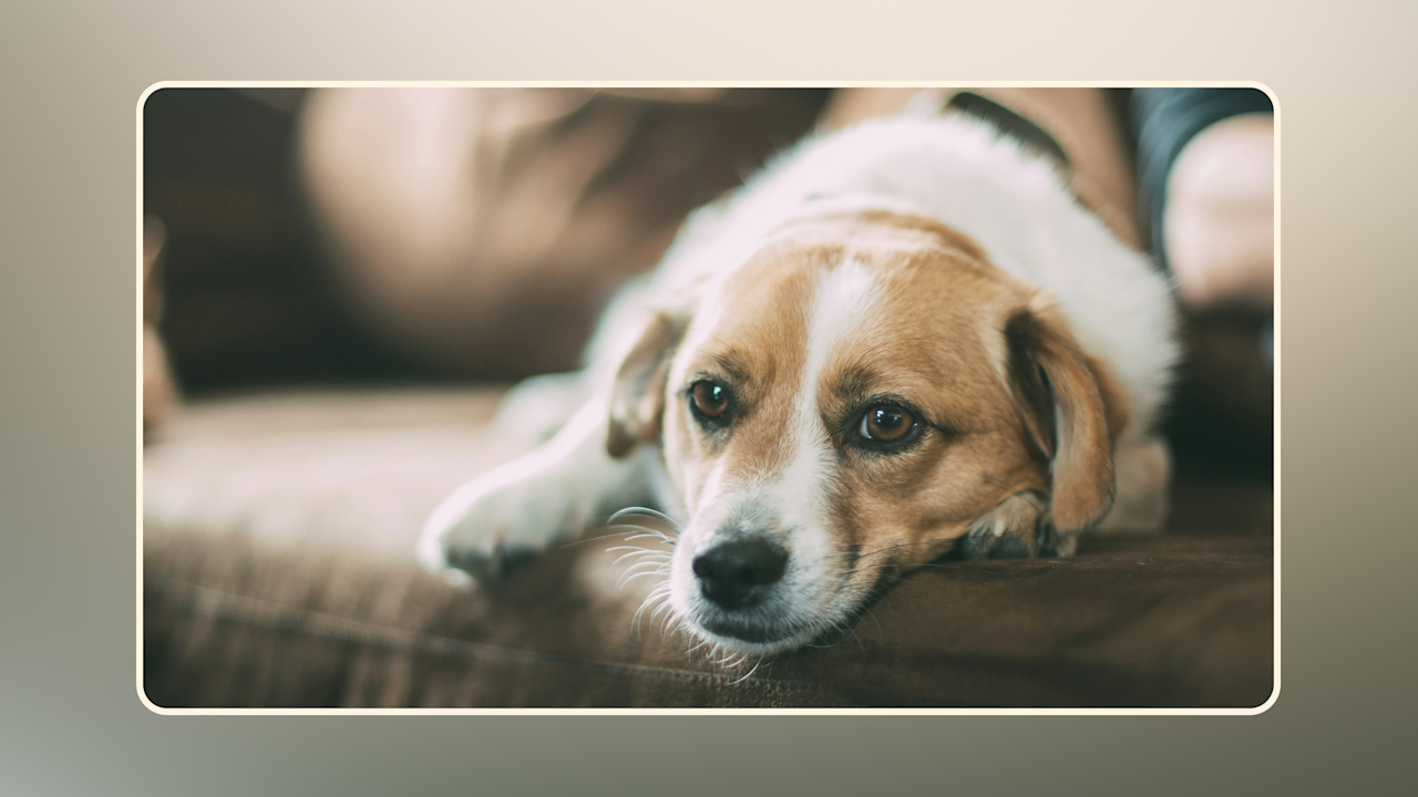 Hero Ease Your Pet-s Stress v3