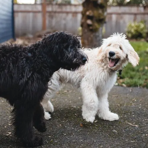 Two dogs, one with white fur and another with black fur taking a walk