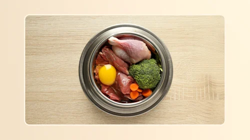 barf diet for dogs