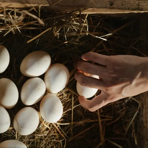Eggs