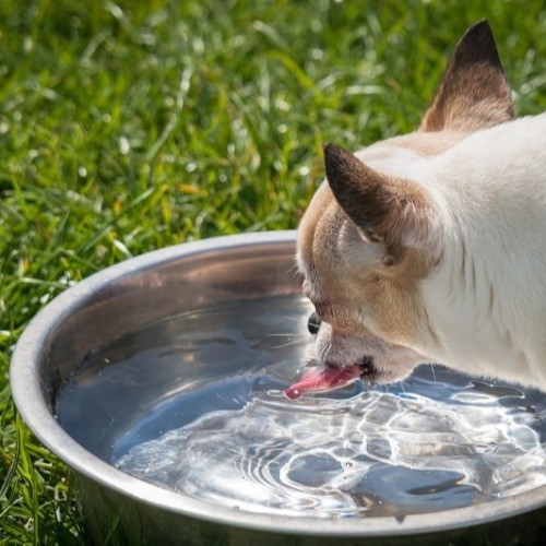 Can Dogs Drink Too Much Water?