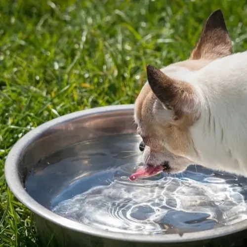 Can Dogs Drink Too Much Water?