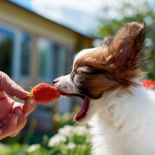 Are dogs allowed to eat strawberries hotsell