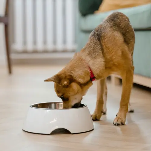 Dog Eating