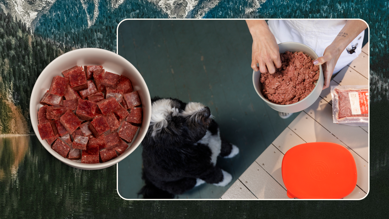 How to Feed Raw Dog Food-2(1)