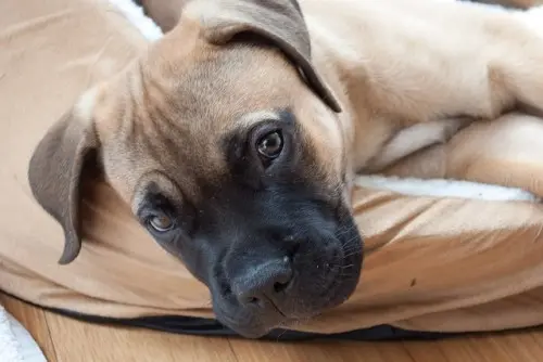 Mastiff puppy