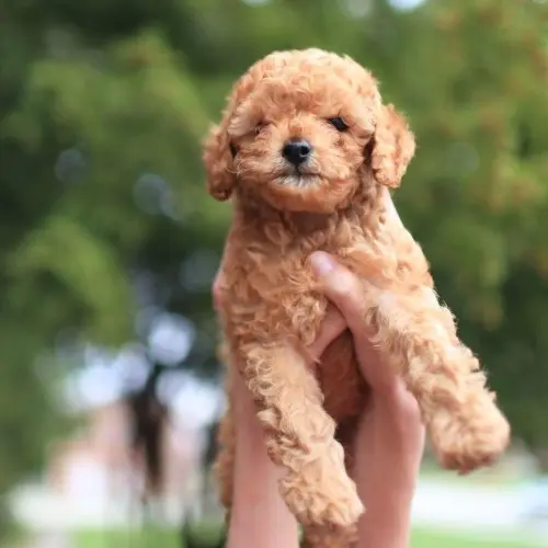 puppy