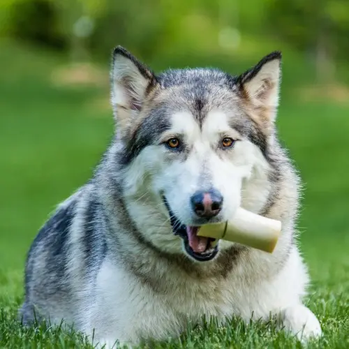 Husky 