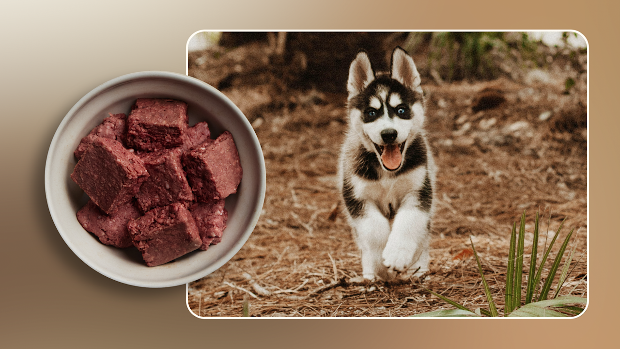 Hero Best Food for a Husky Puppy With a Sensitive Stomach v1