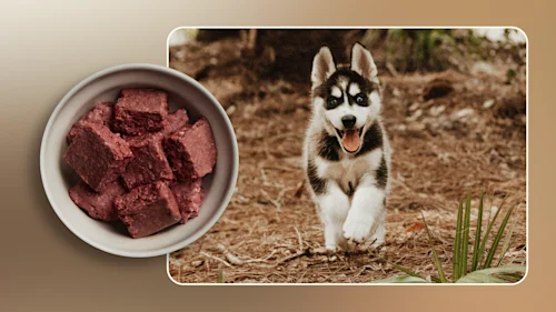 Hero Best Food for a Husky Puppy With a Sensitive Stomach v1