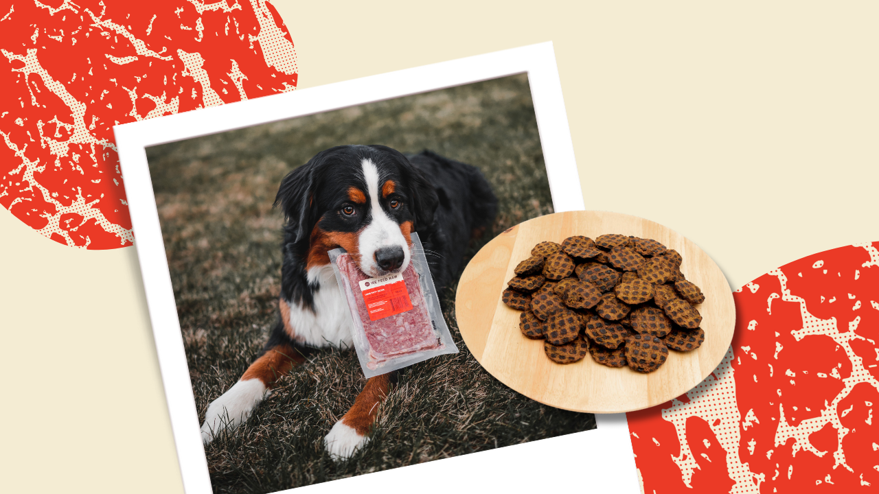 Selecting the Healthiest Dog Treats for Your Furry Friend 1