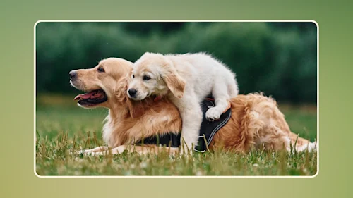 WFR How A Raw Dog Food Diet Supports All Life Stages 3