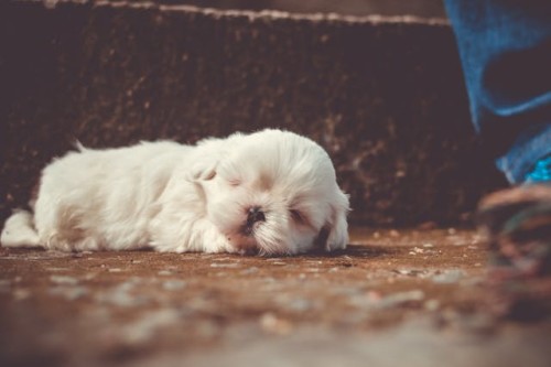 Tiny white puppy
