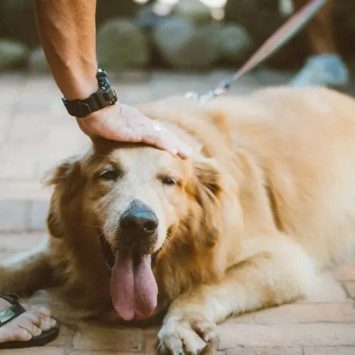 Golden Retriever